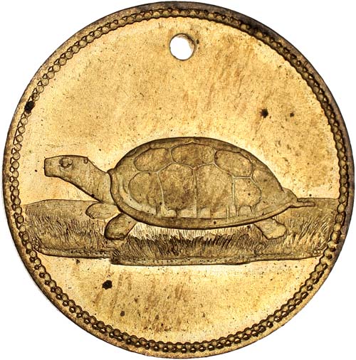 kdco_tortoise_reverse